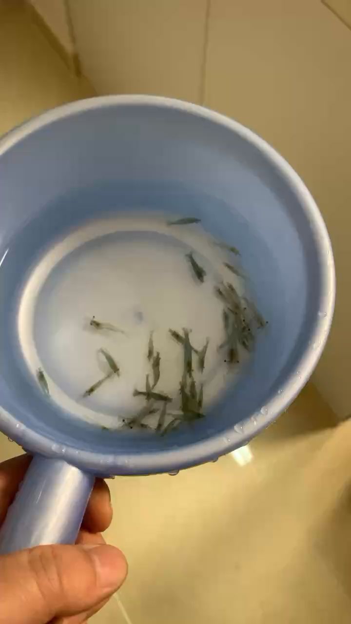 給它來一波小河蝦自助餐[huaixiao] 觀賞魚論壇