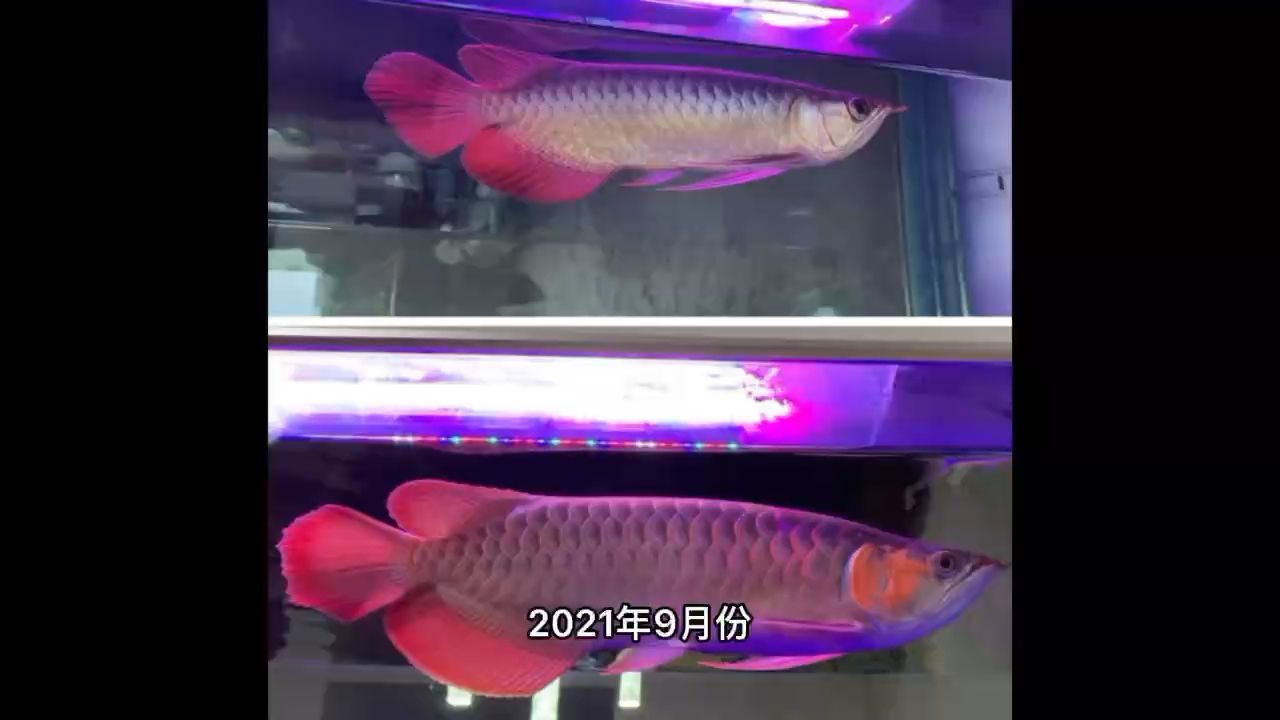 《魚缸里的故事》～通貨膨脹 觀賞魚論壇