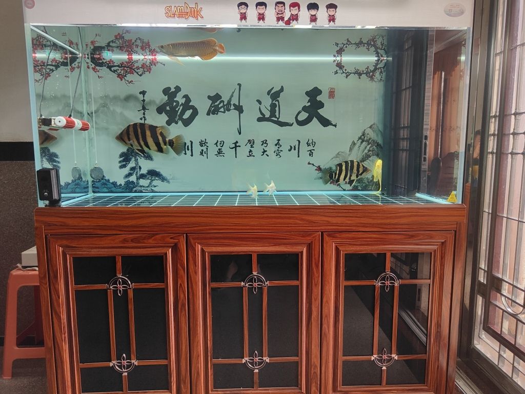 跟虎魚搶食，掉了一片鱗片，記錄開始，多久長(zhǎng)好 觀賞魚論壇 第1張