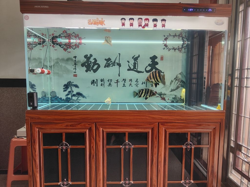 跟虎魚搶食，掉了一片鱗片，記錄開始，多久長(zhǎng)好 觀賞魚論壇 第2張