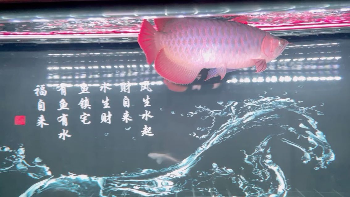 小小龍魚快長大 觀賞魚論壇