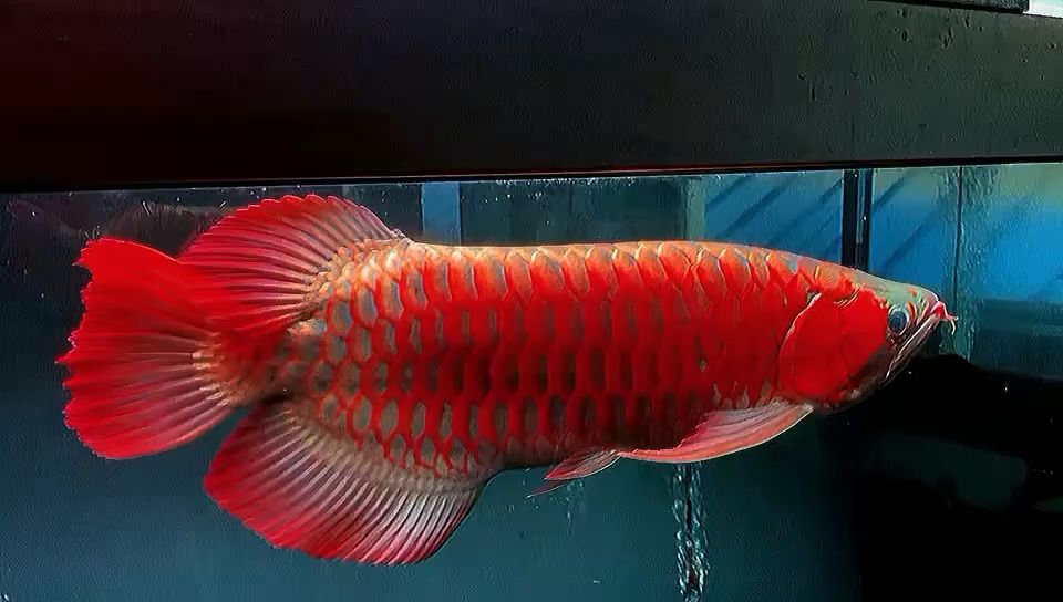 65Cm  賽級(jí)無(wú)敵大葵花扇子鳳凰尾 觀賞魚(yú)論壇