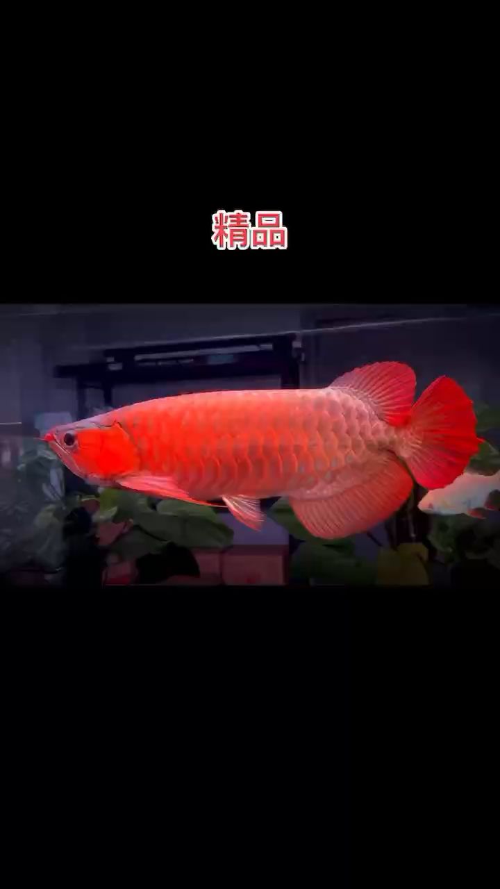 極品賽級(jí)紅龍 觀賞魚論壇