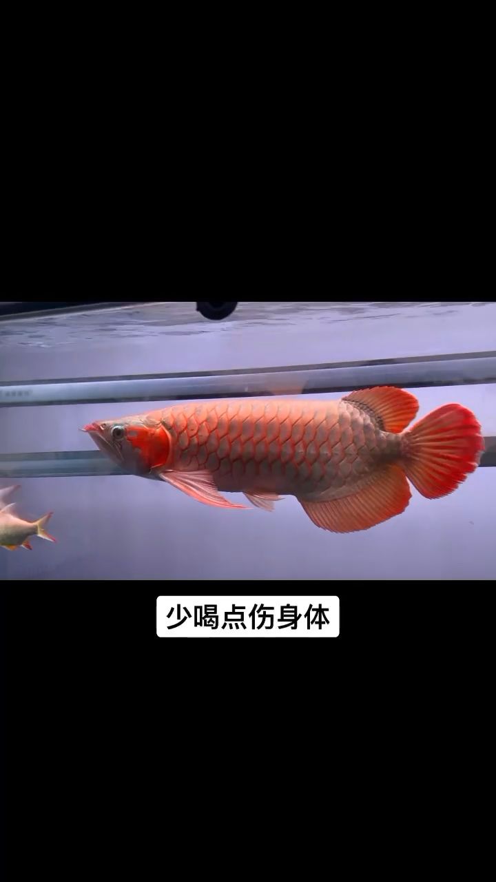 魚是財，水是財 觀賞魚論壇