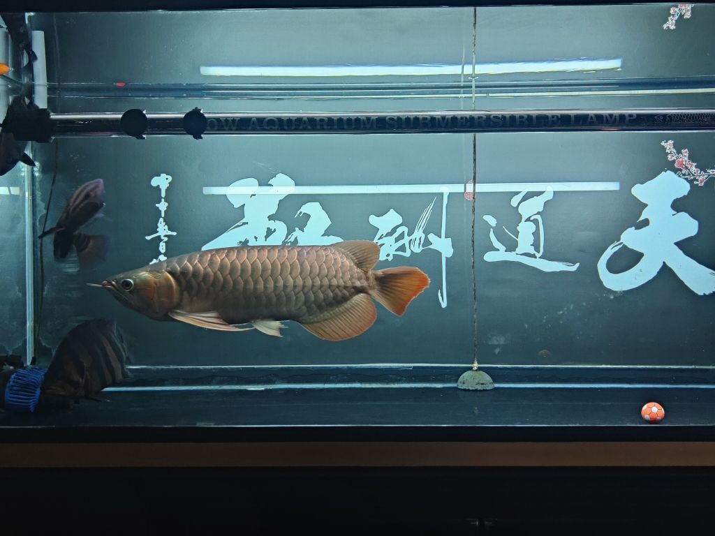 自制魚(yú)缸尺寸比例 自制魚(yú)缸尺寸表 非洲象鼻魚(yú)