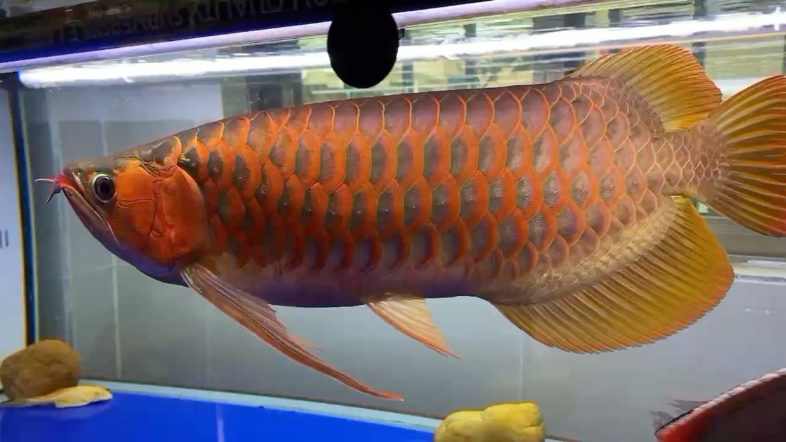 紅龍魚，變色龍 觀賞魚論壇