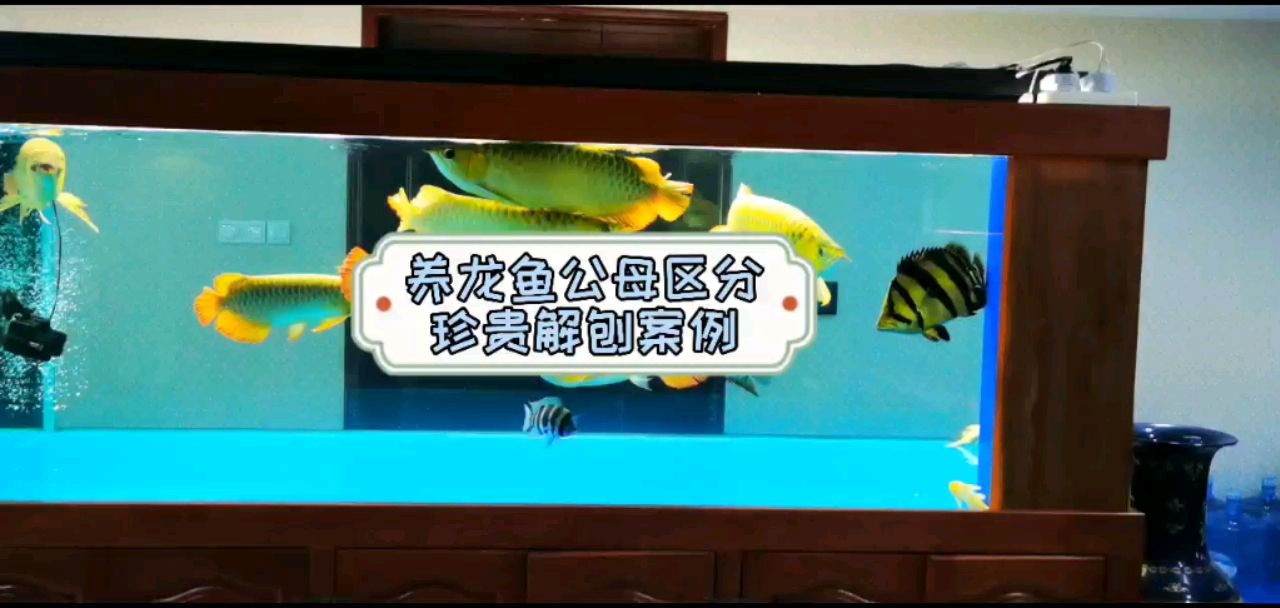 養(yǎng)龍魚如何區(qū)分公母，非常珍貴的解刨案 觀賞魚論壇 第1張