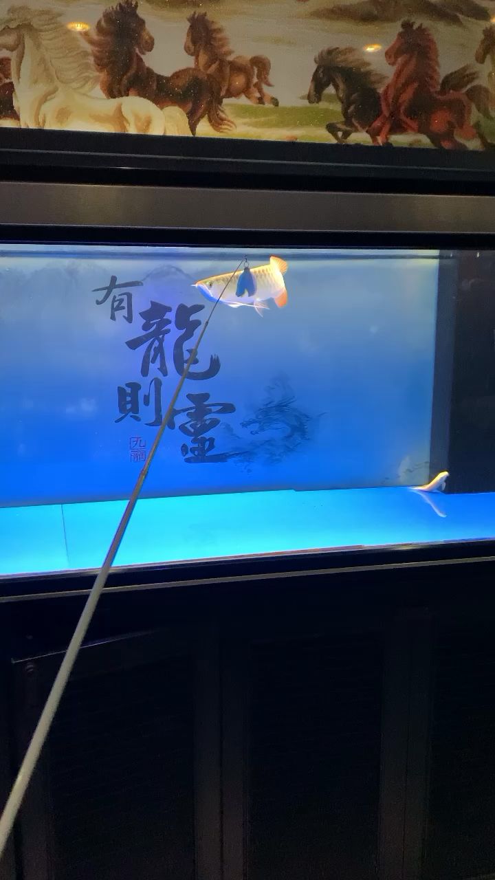 吃飽了，溜溜魚，回來喂了兩頓，肛門又有點(diǎn)紅，排查原因可能是喂了泥鰍段有小骨頭，不好消化，更改食物，喂蝦段三個(gè)，沾上小孩兒吃的益生菌，隔天換水5/1，調(diào)試調(diào)試。 觀賞魚論壇