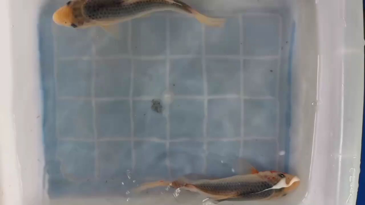 新入手2條鳴海淺黃 觀賞魚(yú)論壇