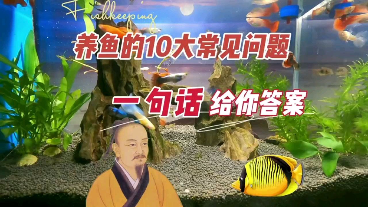 養(yǎng)魚遇到的10大常見問題，一句話答案 觀賞魚論壇