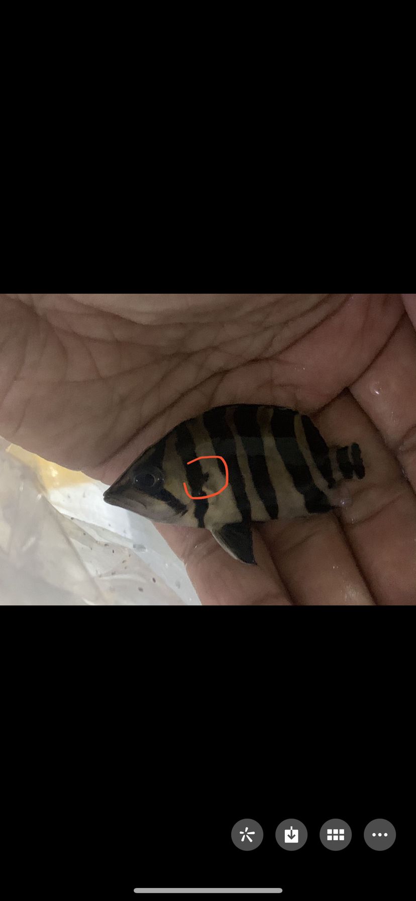 這買的精品四紋，魚鰭這里算不算雜點啊 觀賞魚論壇