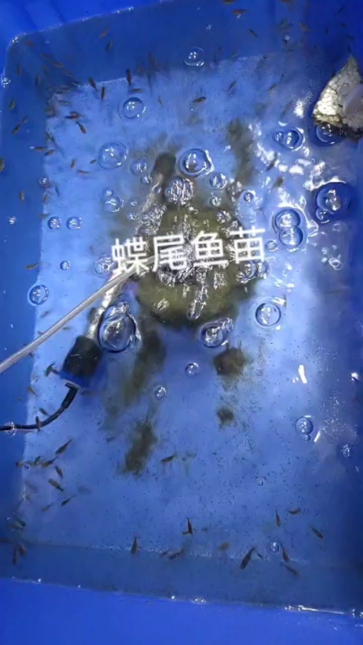 今天是魚苗開口第15天，不喜勿噴 觀賞魚論壇