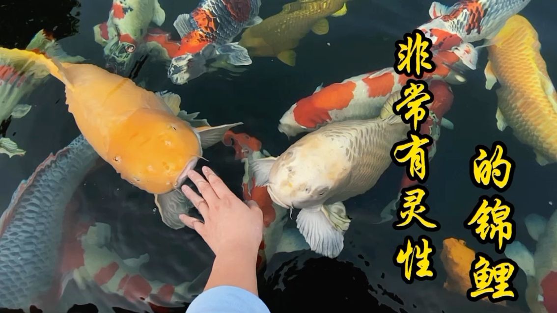 錦鯉游千年，向你而來(lái) 觀賞魚論壇