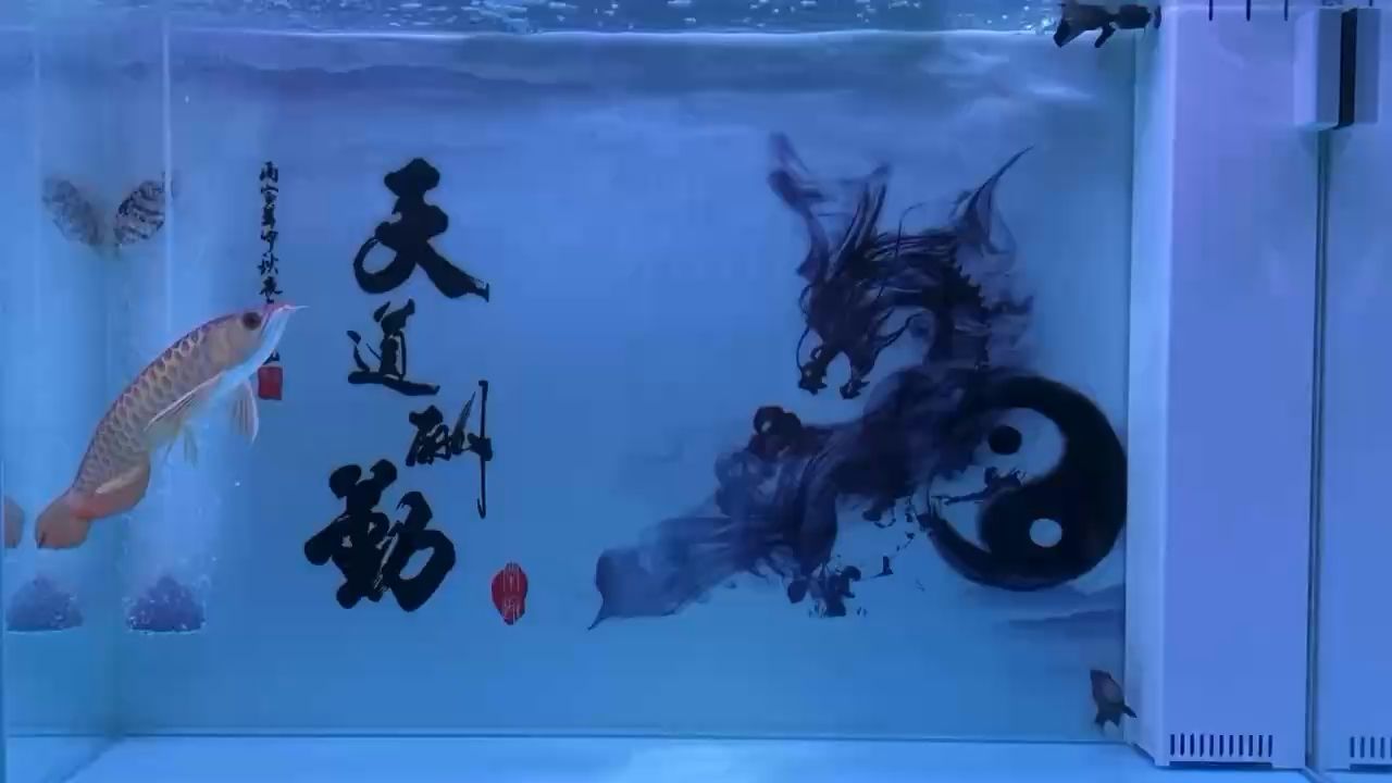 生活需要煙火，也需要靜靜的美好 觀賞魚論壇