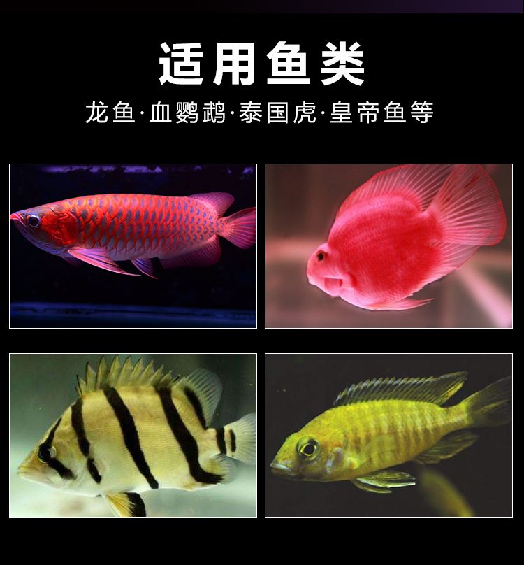 飼料怎么選？仟湖獨(dú)家誘食秘方了解一下 觀(guān)賞魚(yú)論壇 第6張