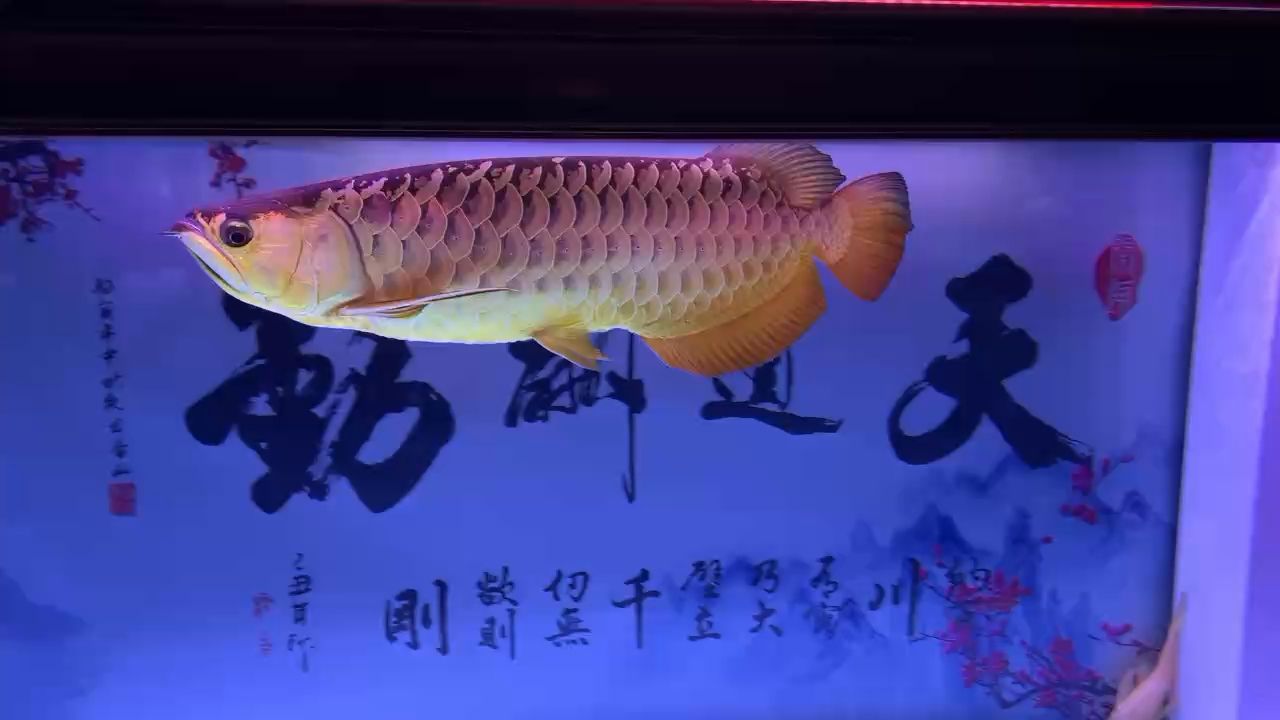 金龍魚(yú)是淡水魚(yú)嗎還是海魚(yú)（金龍魚(yú)是淡水魚(yú)嗎?）