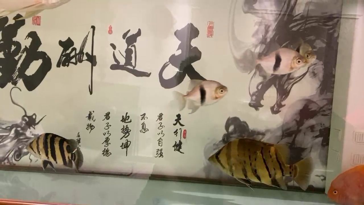 一個明的不行，一個慫的一筆 觀賞魚論壇