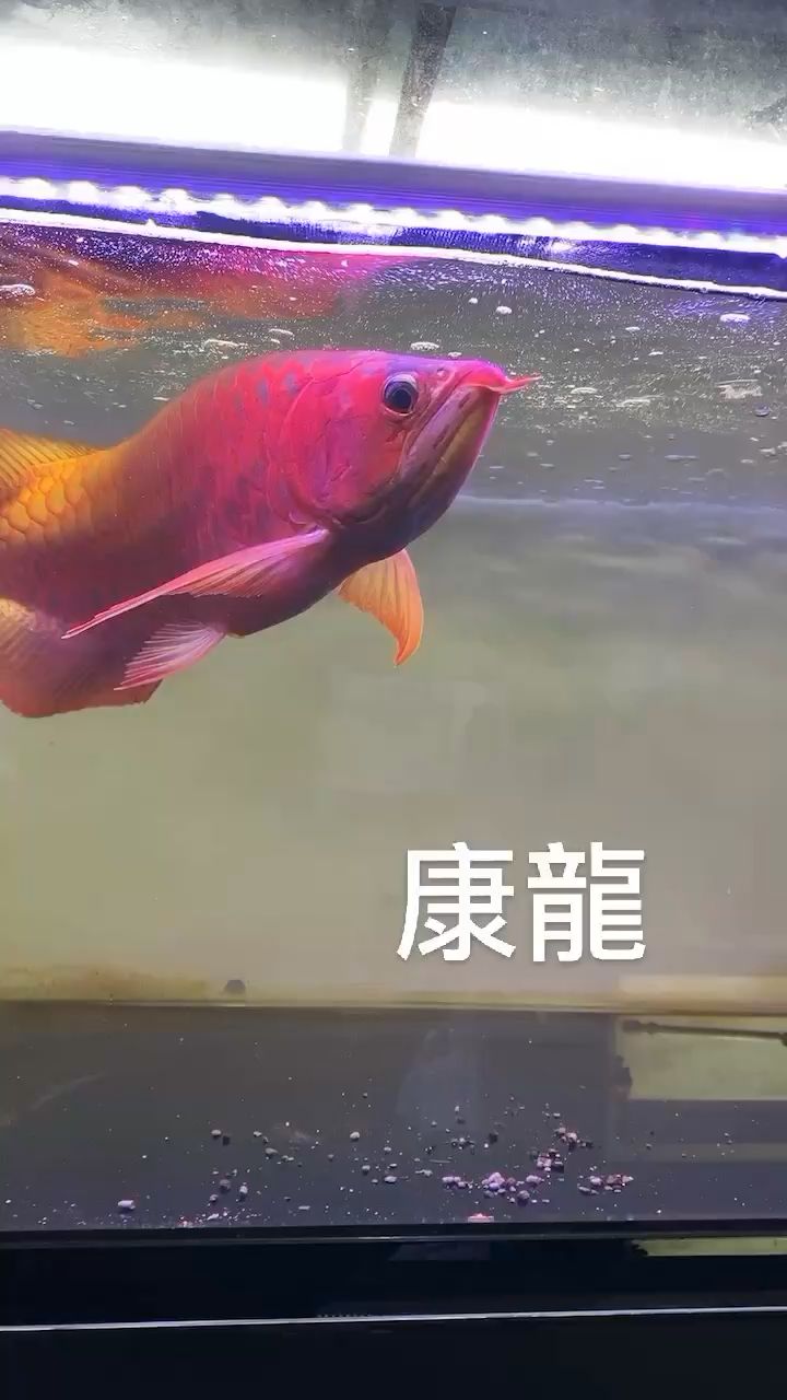 養(yǎng)了三年多 觀賞魚論壇