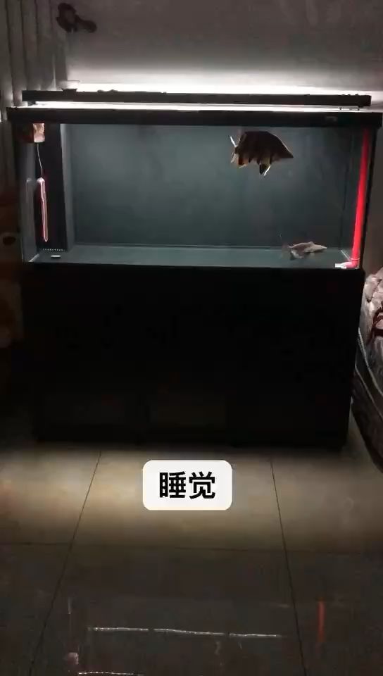 魚缸的安裝方法視頻大全（魚缸的安裝方法視頻大全圖解） 撒旦鴨嘴魚