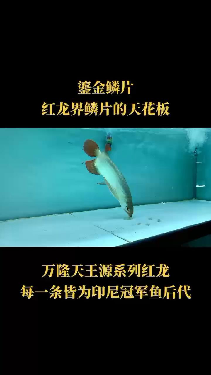 小盾頭 觀賞魚論壇