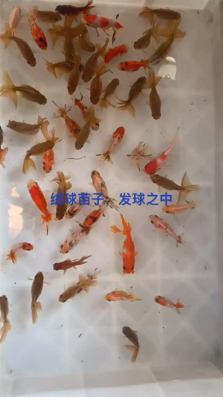 絨球苗子 數(shù)量有限 有喜歡的私信我 觀賞魚論壇