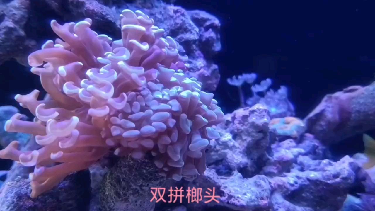 溫州哪里有賣魚缸的實體店鋪呢（溫州哪里有賣魚缸的實體店鋪呢多少錢） 廣州觀賞魚批發(fā)市場