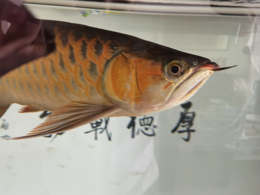 新?lián)Q的魚缸的水渾濁怎么辦呢（新?lián)Q的魚缸水怎么處理） 黃金招財(cái)貓魚