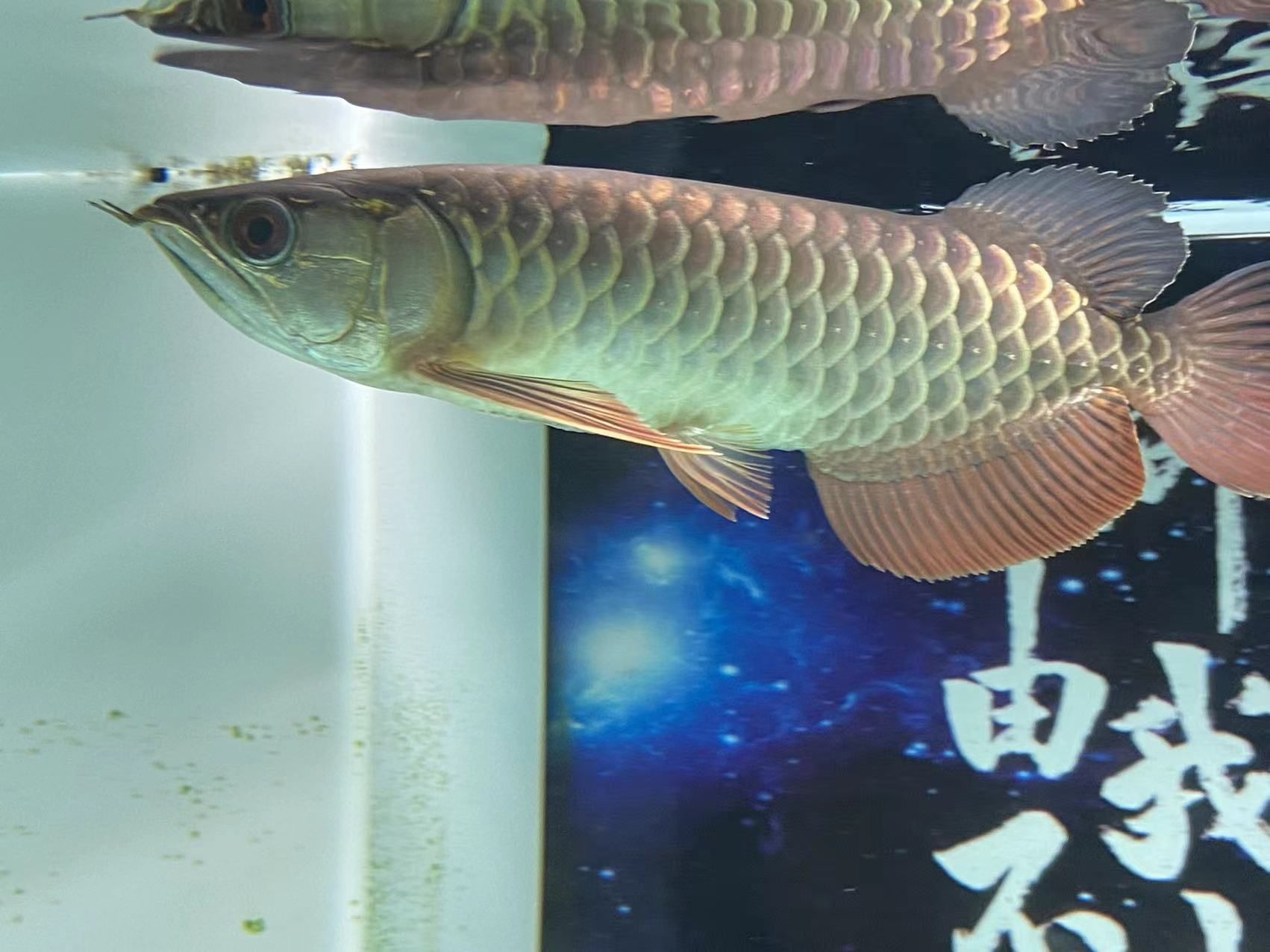 是不是古典過(guò)背？？？？ 觀賞魚(yú)論壇 第2張