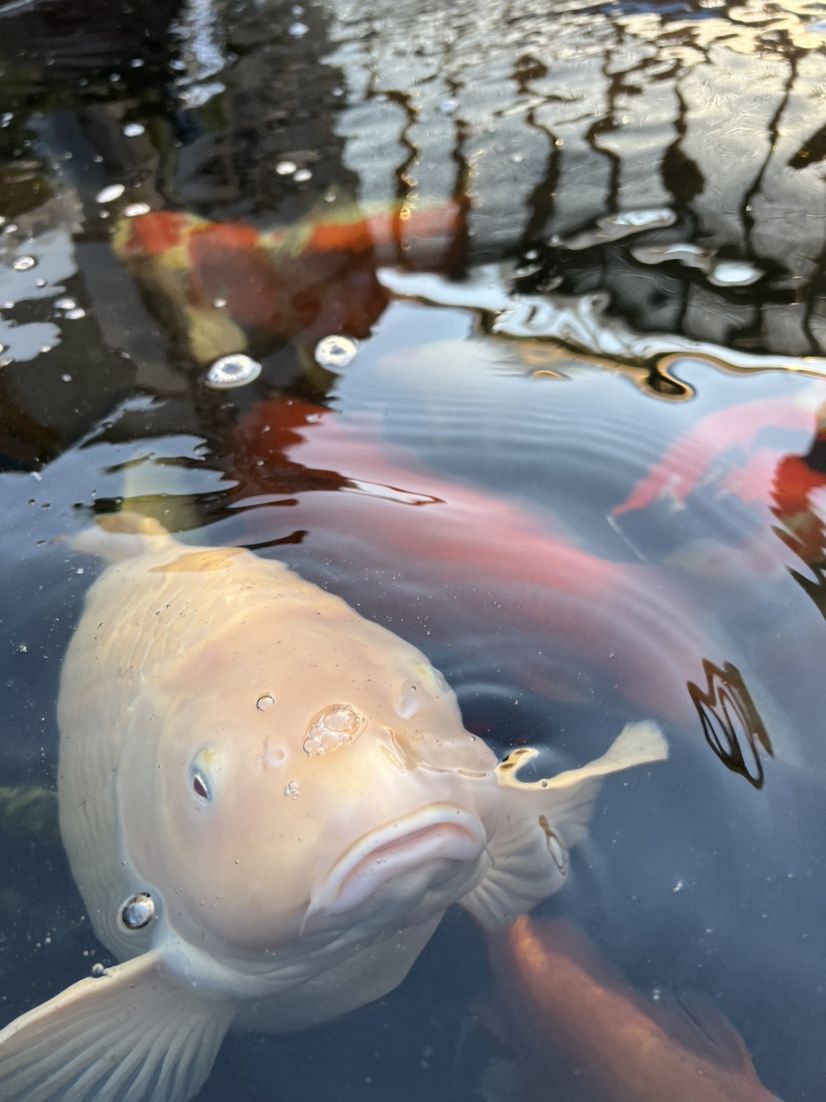 氣溫上來，開始增體 觀賞魚論壇 第5張