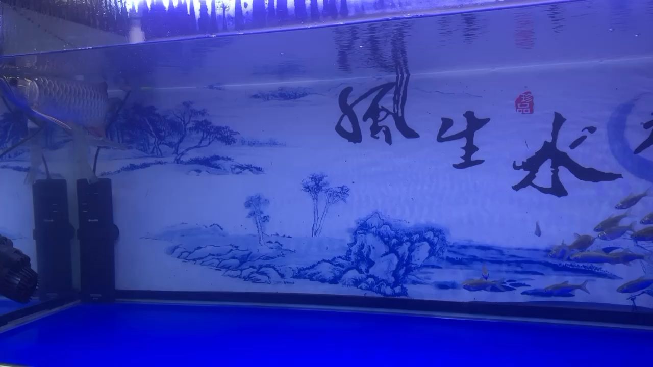 希望能一直養(yǎng)到老 觀賞魚論壇