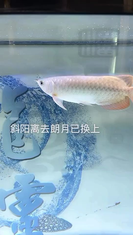 記錄小龍的第50天。 觀(guān)賞魚(yú)論壇 第1張