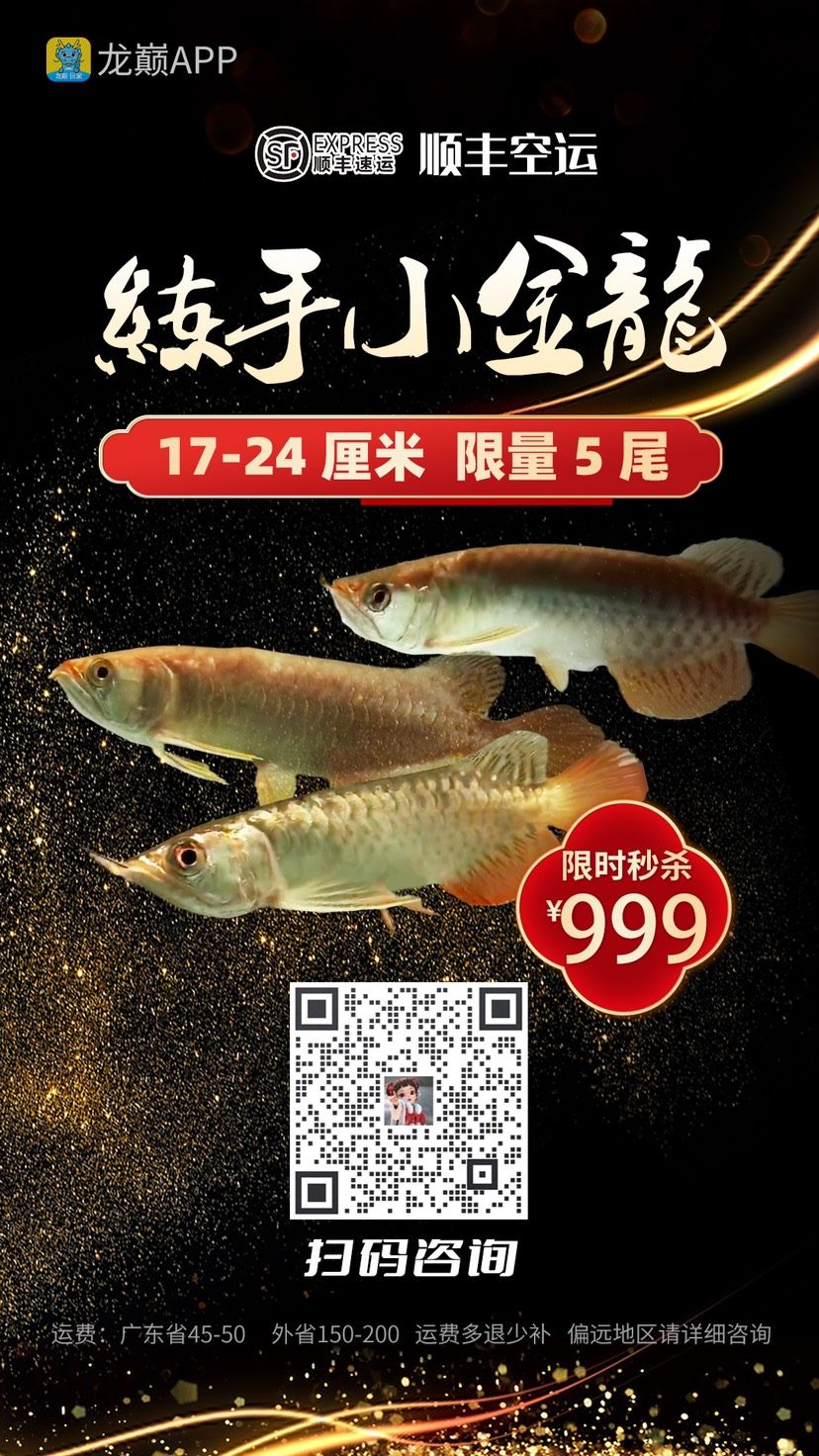 粉絲福利，練手小金龍 觀賞魚論壇