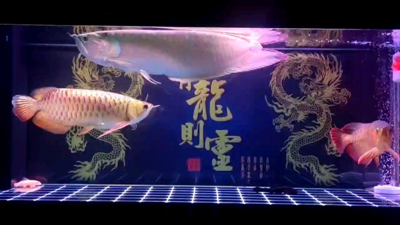 秦皇島金龍魚總經(jīng)銷商電話是多少（ 秦皇島金龍魚總經(jīng)銷商電話是多少?。? title=