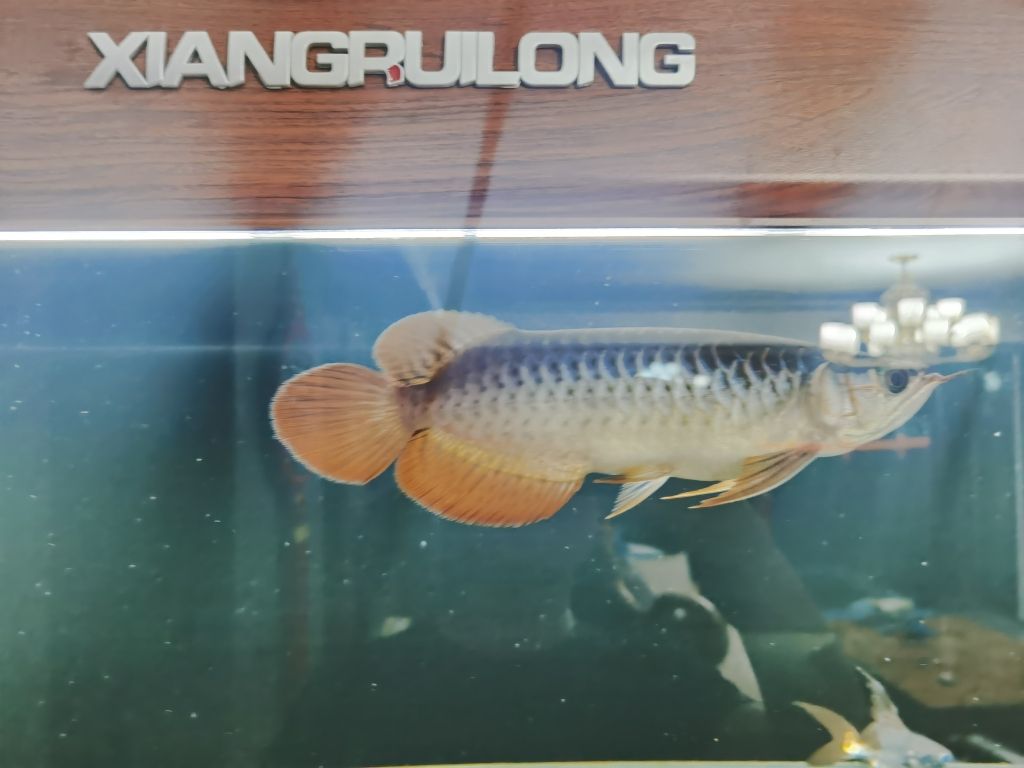 底濾一體魚缸 底濾一體魚缸怎么樣 廣州水族批發(fā)市場