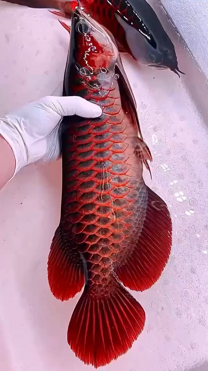 出水芙蓉血紅龍 觀賞魚(yú)論壇