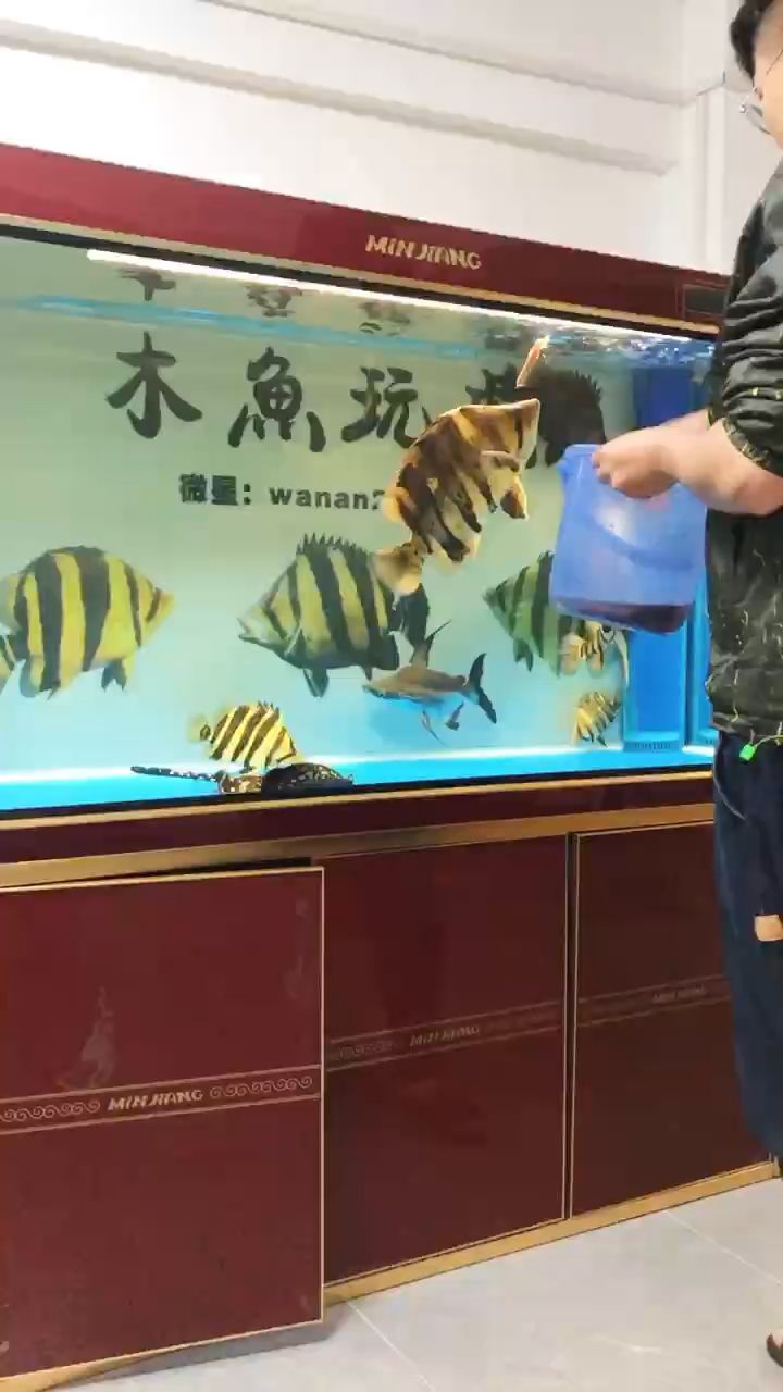 原聲 觀賞魚論壇