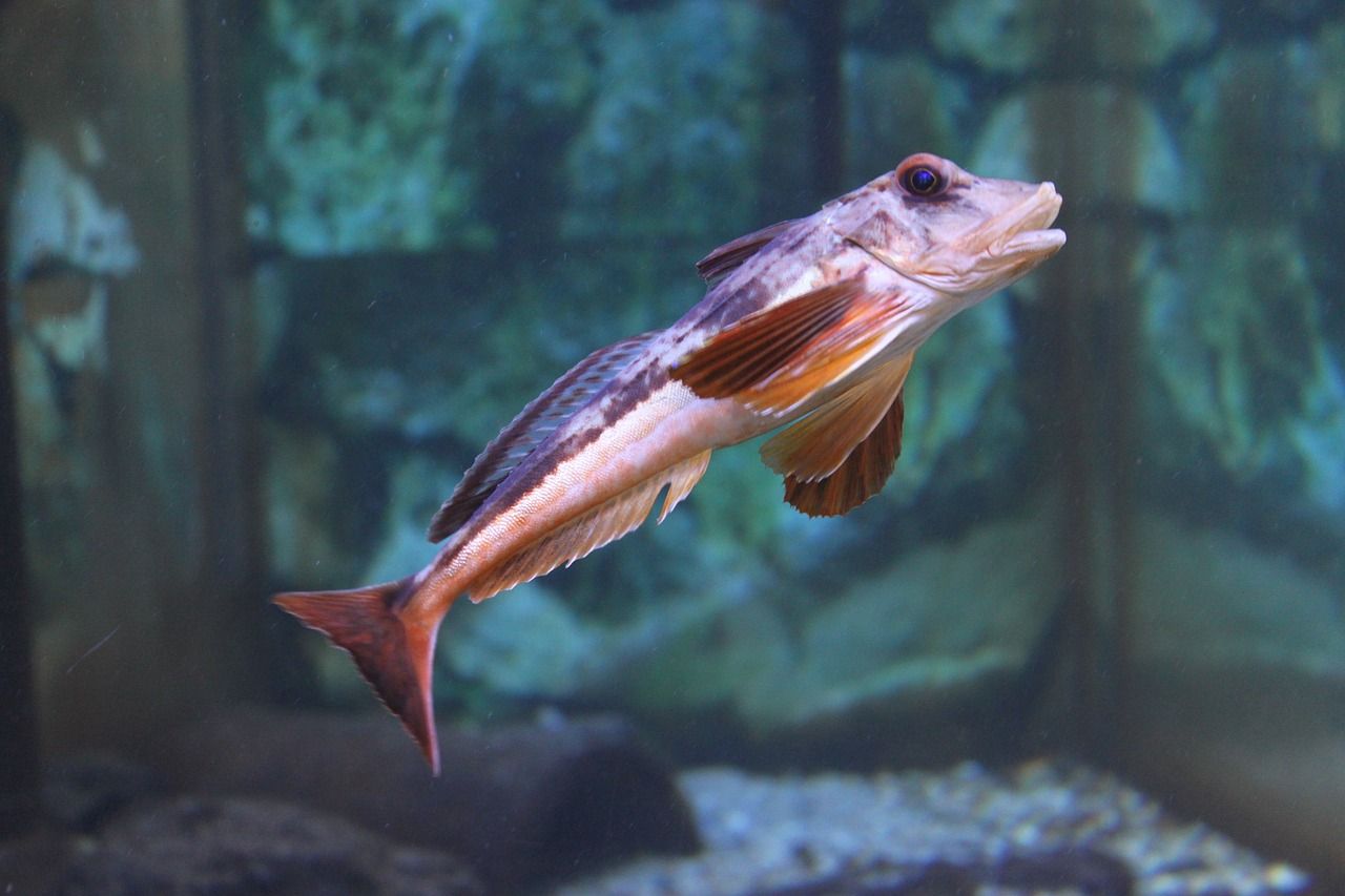 水族館的觀賞魚（ 水族館觀賞魚魚缸圖片大全） 黑金魟魚