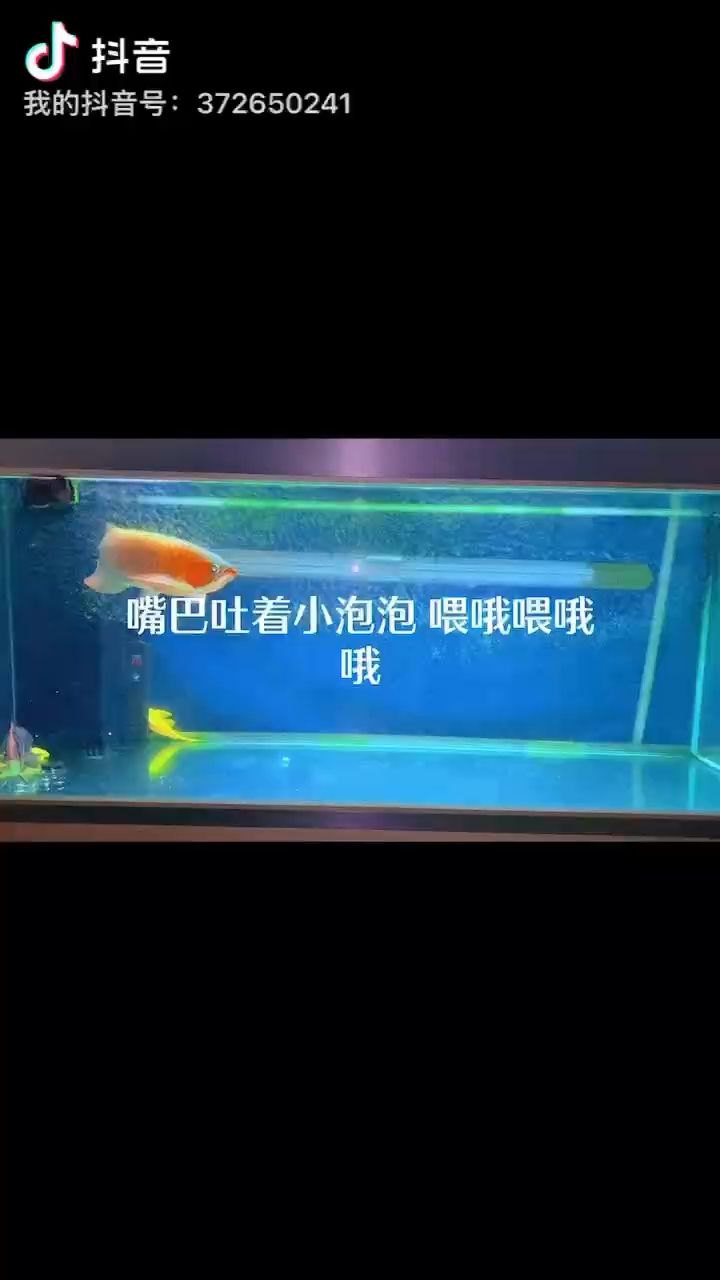 2022疫情早退，中國加油 觀賞魚論壇