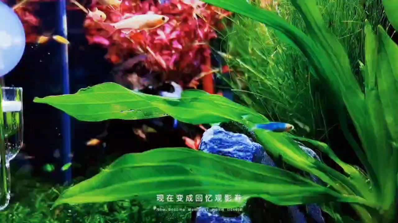 眼前的茍且 觀賞魚論壇