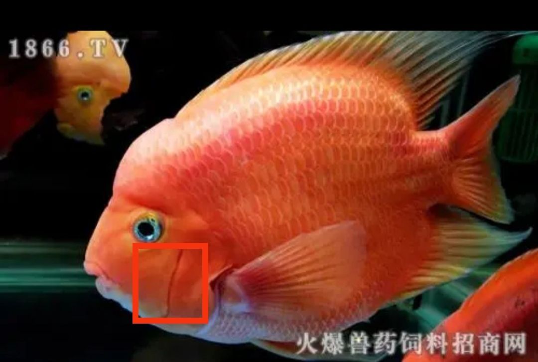 養(yǎng)了兩年的鸚鵡魚，不知道這是啥 觀賞魚論壇