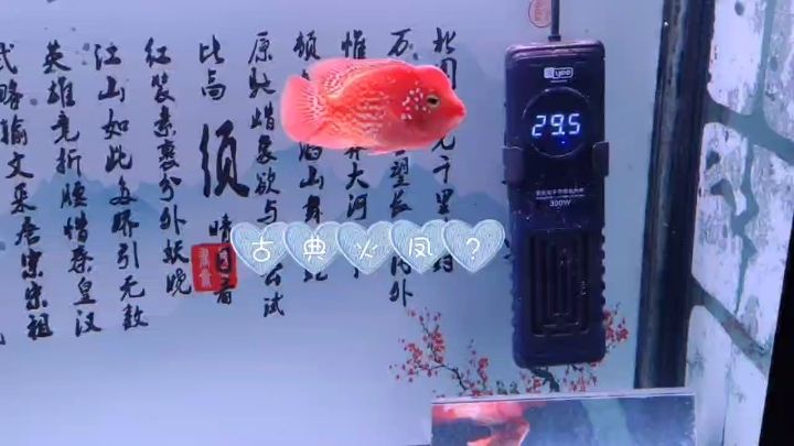 養(yǎng)魚第五天， 觀賞魚論壇