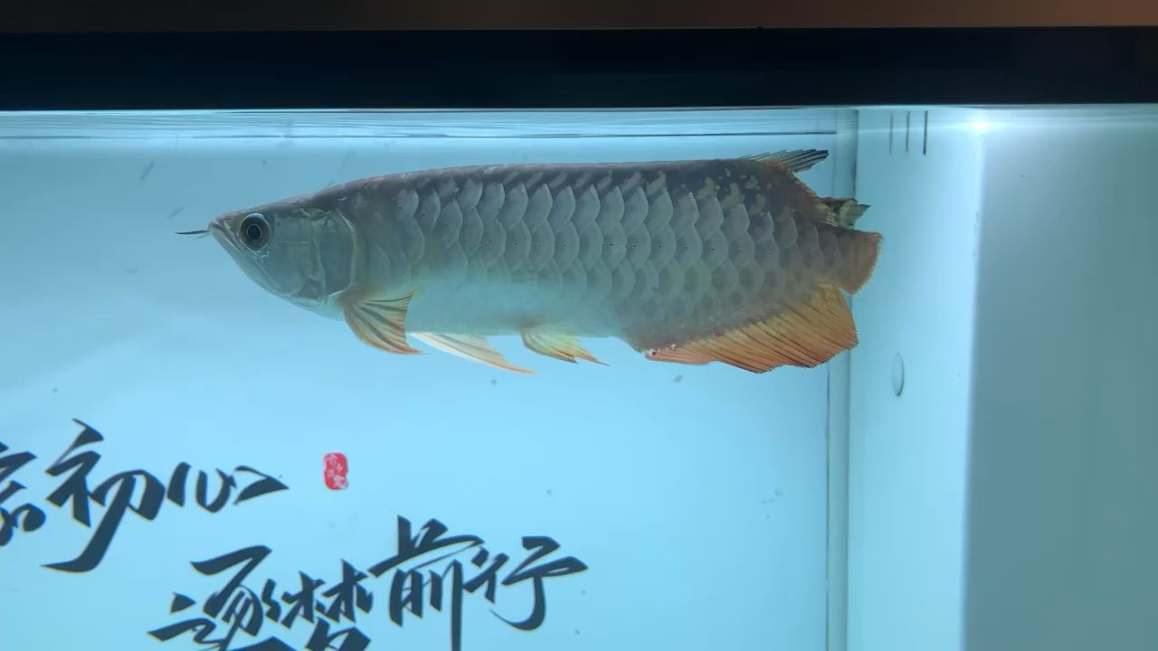 受傷啦心痛 觀賞魚論壇