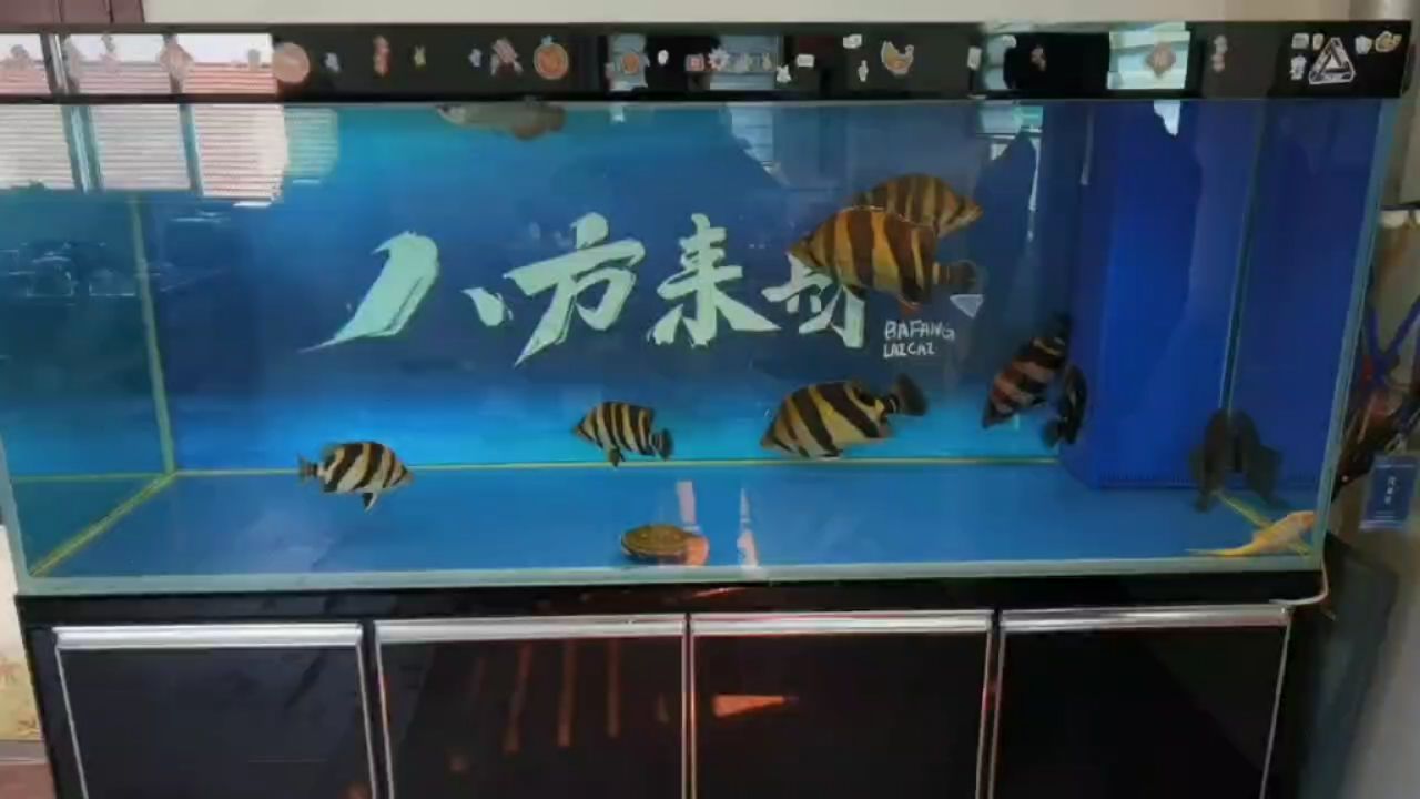 看著真養(yǎng)眼 觀賞魚論壇