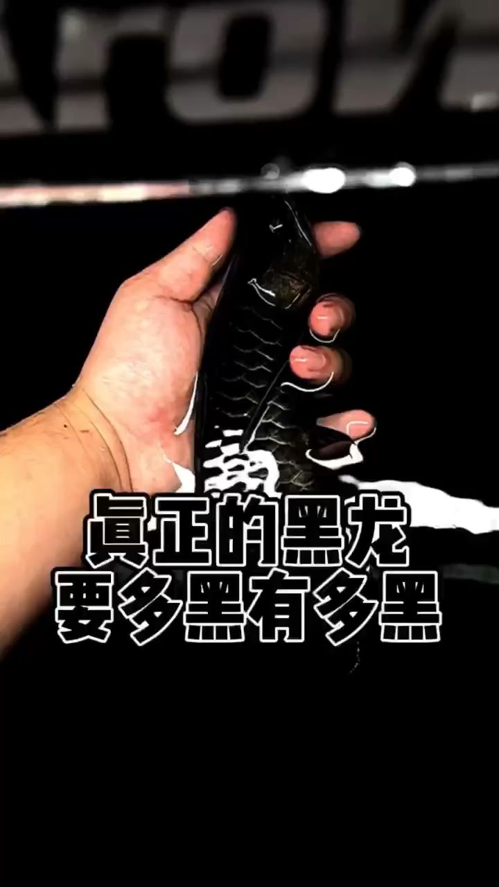 看看黑龍 觀賞魚(yú)論壇