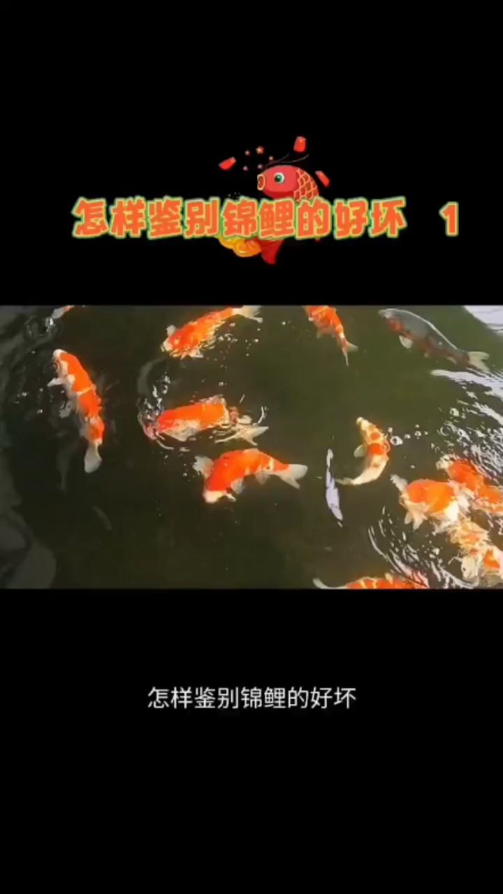 怎么鑒別錦鯉 觀賞魚論壇 第1張