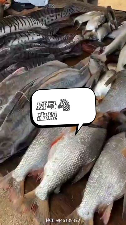 大家看看這些吃的魚認(rèn)識幾種？ 觀賞魚論壇