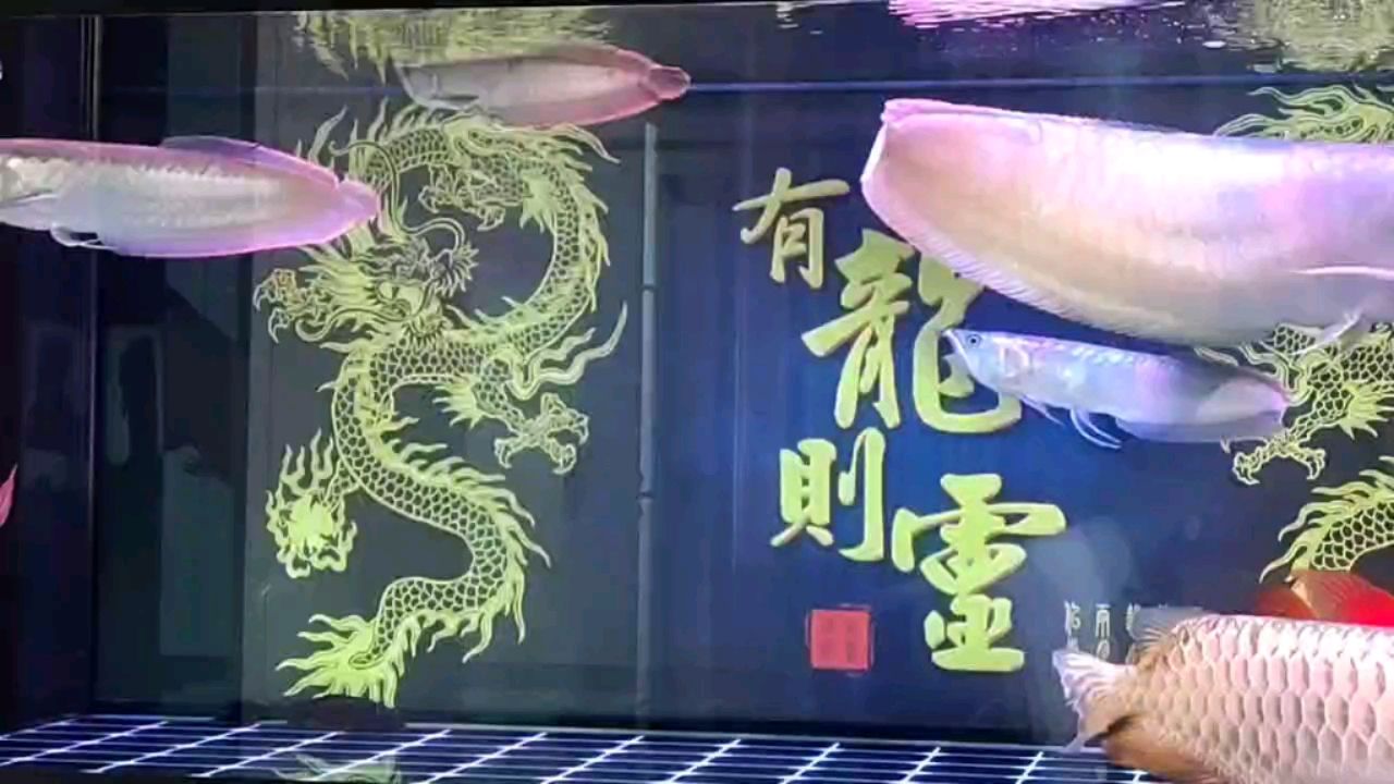 群龍聚會，和睦相處！ 觀賞魚論壇