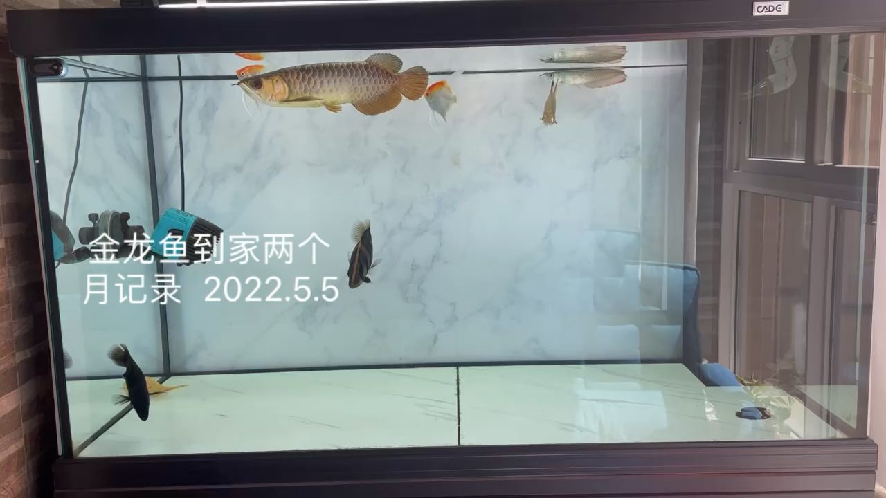 金龍魚(yú)到家兩個(gè)月記錄，2022.5.5 觀賞魚(yú)論壇 第1張