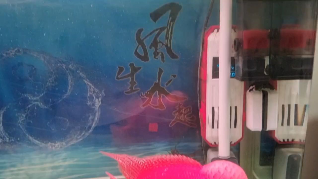 小馬長大了點(diǎn) 觀賞魚論壇