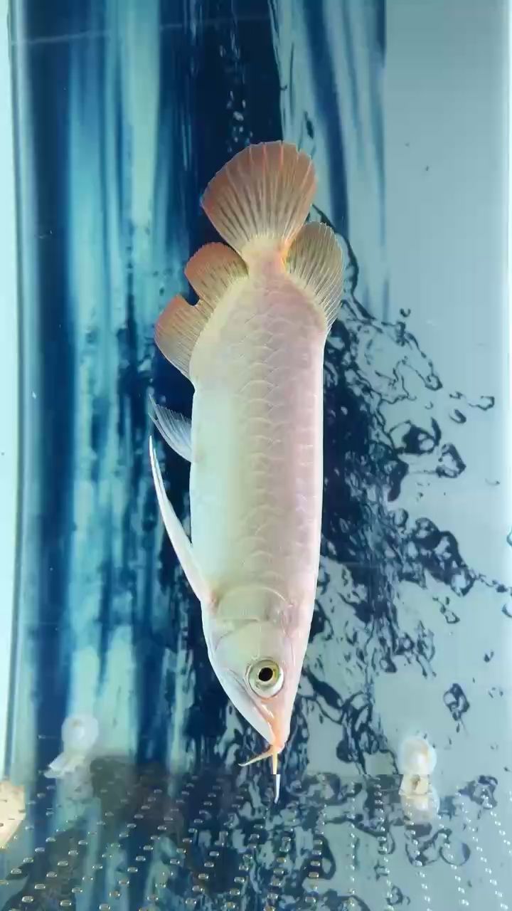 給小魚(yú)修了一下尾巴跟眼睛，然后在拿回魚(yú)缸的時(shí)候，摔到地上，把眼睛摔凸出了，哎，記錄一下吧，看看多久能恢復(fù)，狀態(tài)一般，希望他茁壯成長(zhǎng)吧。 觀賞魚(yú)論壇